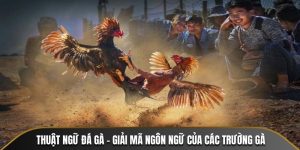 Thuật Ngữ Đá Gà - Giải Mã Ngôn Ngữ Của Các Trường Gà