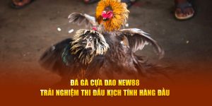 Đá Gà Cựa Dao New88 - Trải Nghiệm Thi Đấu Kịch Tính