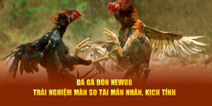 Đá Gà Đòn New88 - Trải Nghiệm Màn So Tài Mãn Nhãn, Kịch Tính