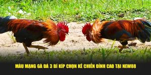 Màu Mạng Gà Đá 3 Bí Kíp Chọn Kê Chiến Đỉnh Cao Tại New88
